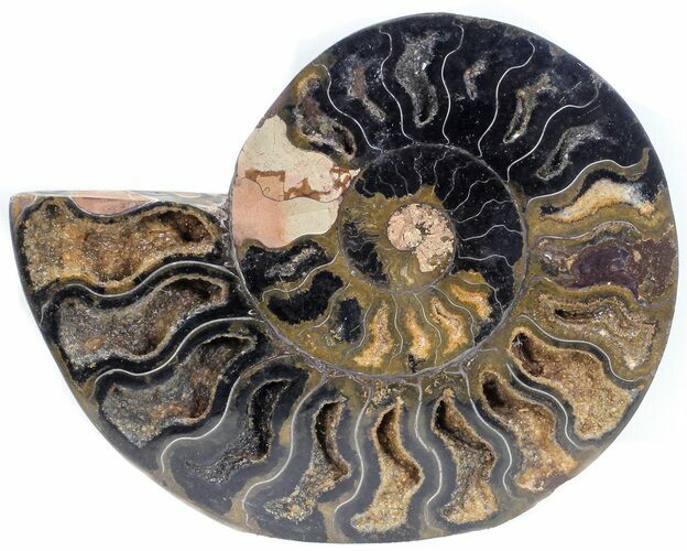 Split Black/Orange Ammonite (Half) - Unusual Coloration #55702